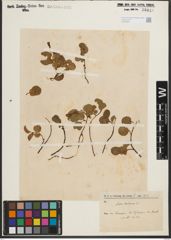 Foto von Salix herbacea L.